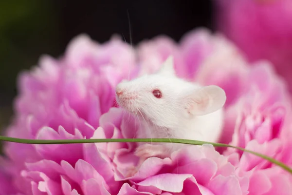 ピンクのピオンの花の上に座っている白いマウス — ストック写真