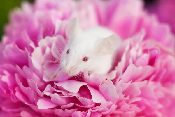 Weiße Maus sitzt auf einer rosa Pionierblume — Stockfoto