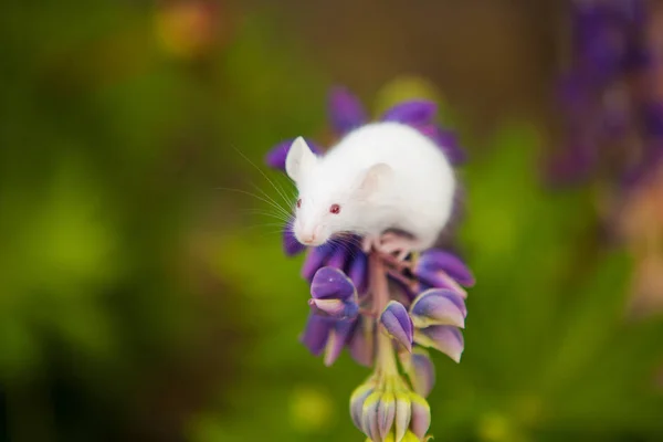 Ratón blanco sentado en una flor de campana azul — Foto de Stock
