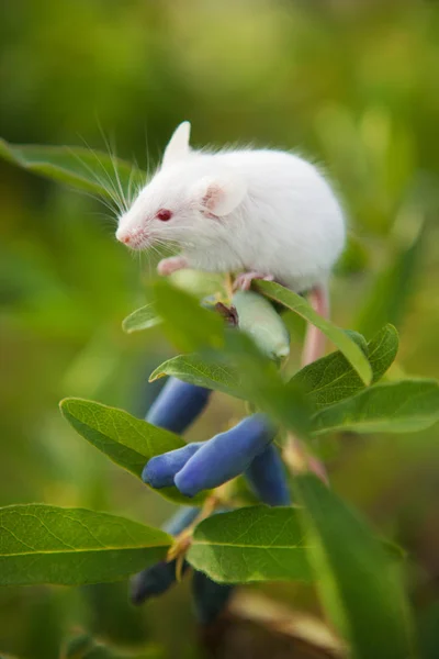 Souris blanche assise sur une branche verte de baies de chèvrefeuille — Photo