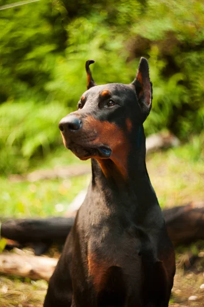Красивая порода собак Доберман на природе в Саммер — стоковое фото