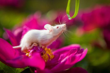 White mouse sitting on a pink pion flower clipart