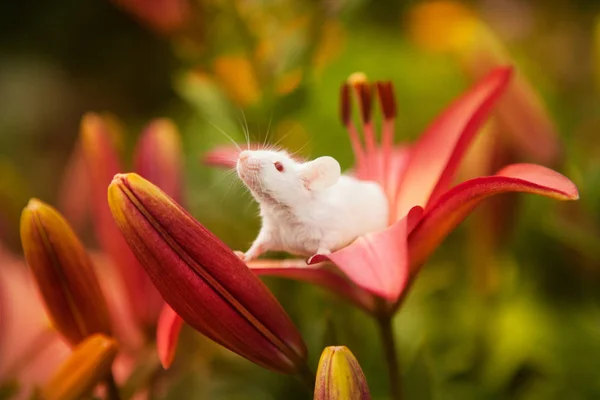 Rato branco sentado em uma flor de lírio laranja — Fotografia de Stock