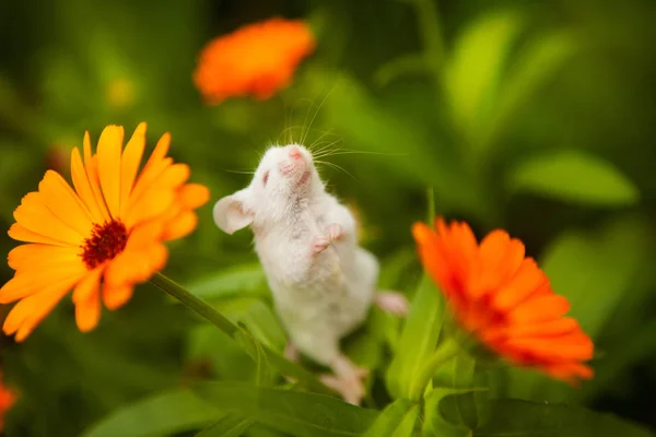 Biała mysz siedząca na pomarańczowym kwiatku — Zdjęcie stockowe