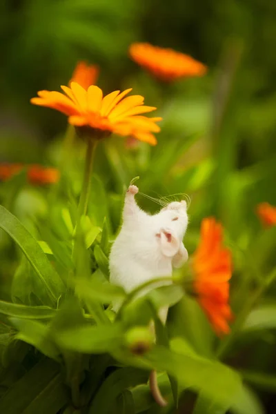 Biała mysz siedząca na pomarańczowym kwiatku — Zdjęcie stockowe