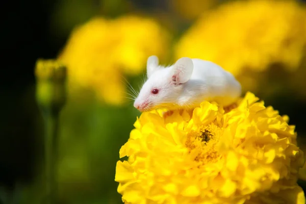 Biała mysz siedząca na żółtym kwiatku — Zdjęcie stockowe
