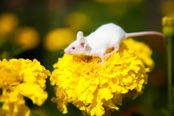 Witte muis zittend op een gele bloem — Stockfoto