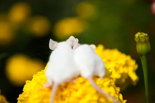 Białe myszy siedzące na żółtym kwiatku — Zdjęcie stockowe