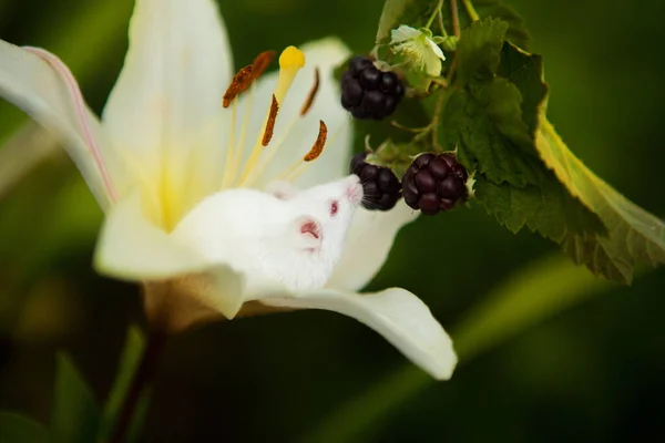 Белая мышь сидит на белом цветке лилии — стоковое фото