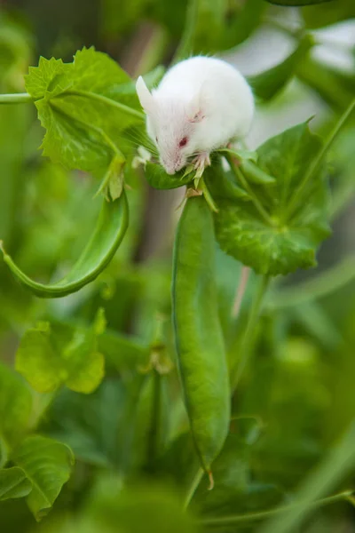 Weiße Maus sitzt auf einer Erbsenpflanze — Stockfoto