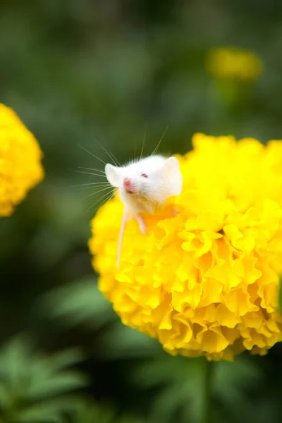 Biała mysz siedząca na żółtym kwiatku — Zdjęcie stockowe