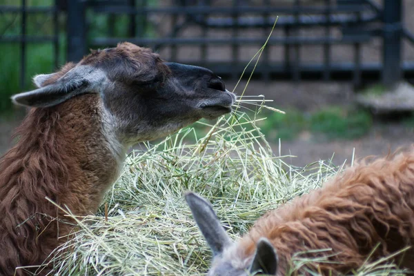 Lama comiendo retrato de heno. Concéntrate en ojos. — Foto de Stock