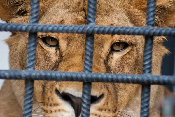 Portrait of a sad lion resting through metallic fence in the zoo. — Stock Photo, Image