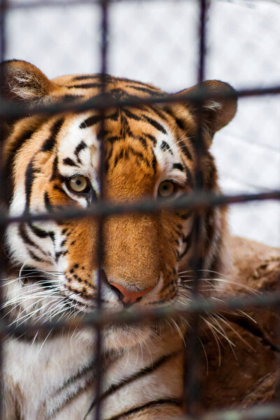 Portrait of a sad tiger resting through metallic fence in the zoo. A tiger in a cage closeup.