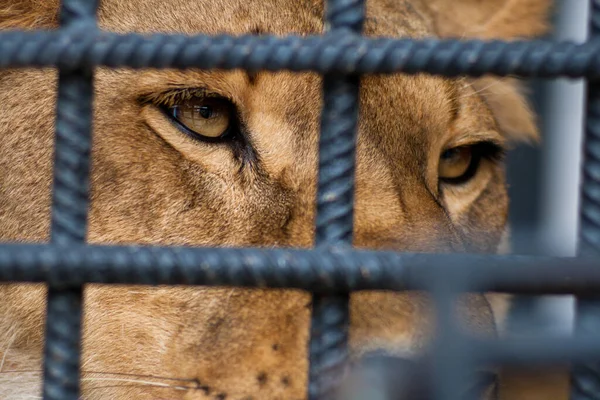 Portrait of a sad lion resting through metallic fence in the zoo. — Stock Photo, Image