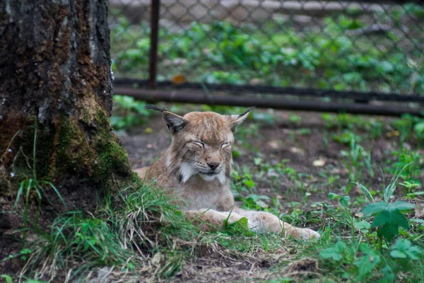 The Siberian lynx also known as East Siberian lynx — Stock Photo, Image