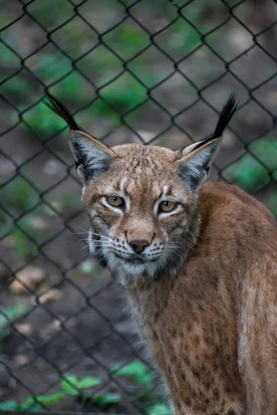 The Siberian lynx also known as East Siberian lynx — Stock Photo, Image