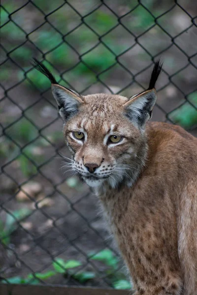 The Siberian lynx also known as East Siberian lynx — Stock Photo, Image