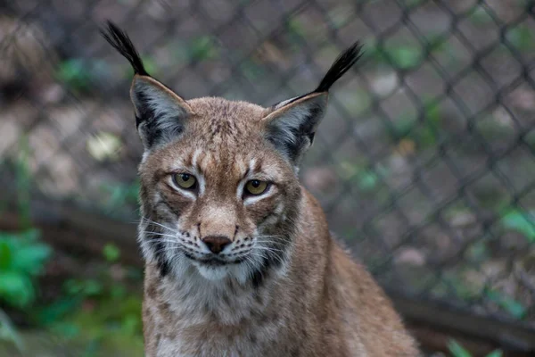 The Siberian lynx also known as East Siberian lynx — Stock Photo, Image