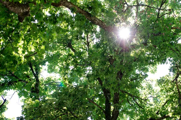 Luz Solar Brilhando Através Das Folhas Uma Árvore — Fotografia de Stock