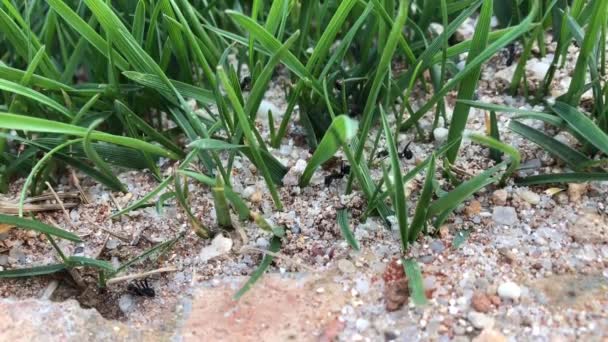 Formigas Pretas Jardim Removendo Areia Baixo Grama Para Construir Novo — Vídeo de Stock