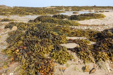 Piles of bladderwrack on a beach in Jersey, Channel Islands at low tide clipart