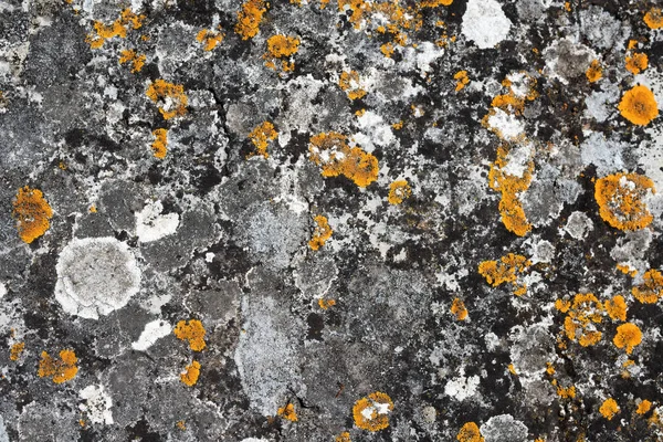 Turuncu ve beyaz likenler taş bir arka plan üzerinde büyüyor