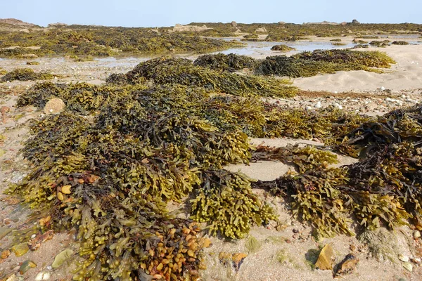 Jersey bir plajda mesane wrack yığınları, Düşük gelgit Kanal Adaları