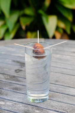 Avokado taşından bir avokado bitkisi yetiştirmek
