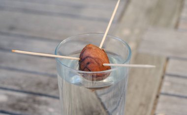 Avokado taşından bir avokado bitkisi yetiştirmek