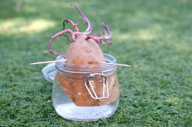Growing sweet potato slips in a jar of water clipart