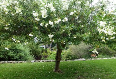 Bir sürü beyaz çiçeği olan bir zakkum ağacı.