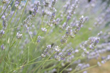 Lavanta bitkileri sığ alan derinliğine sahiptir.