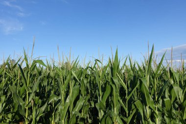 Mavi gökyüzüne karşı bir mısır tarlasının kenarında