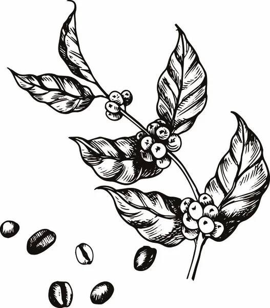 Kávovníku Větve Listy Bobule Boby — Stockový vektor