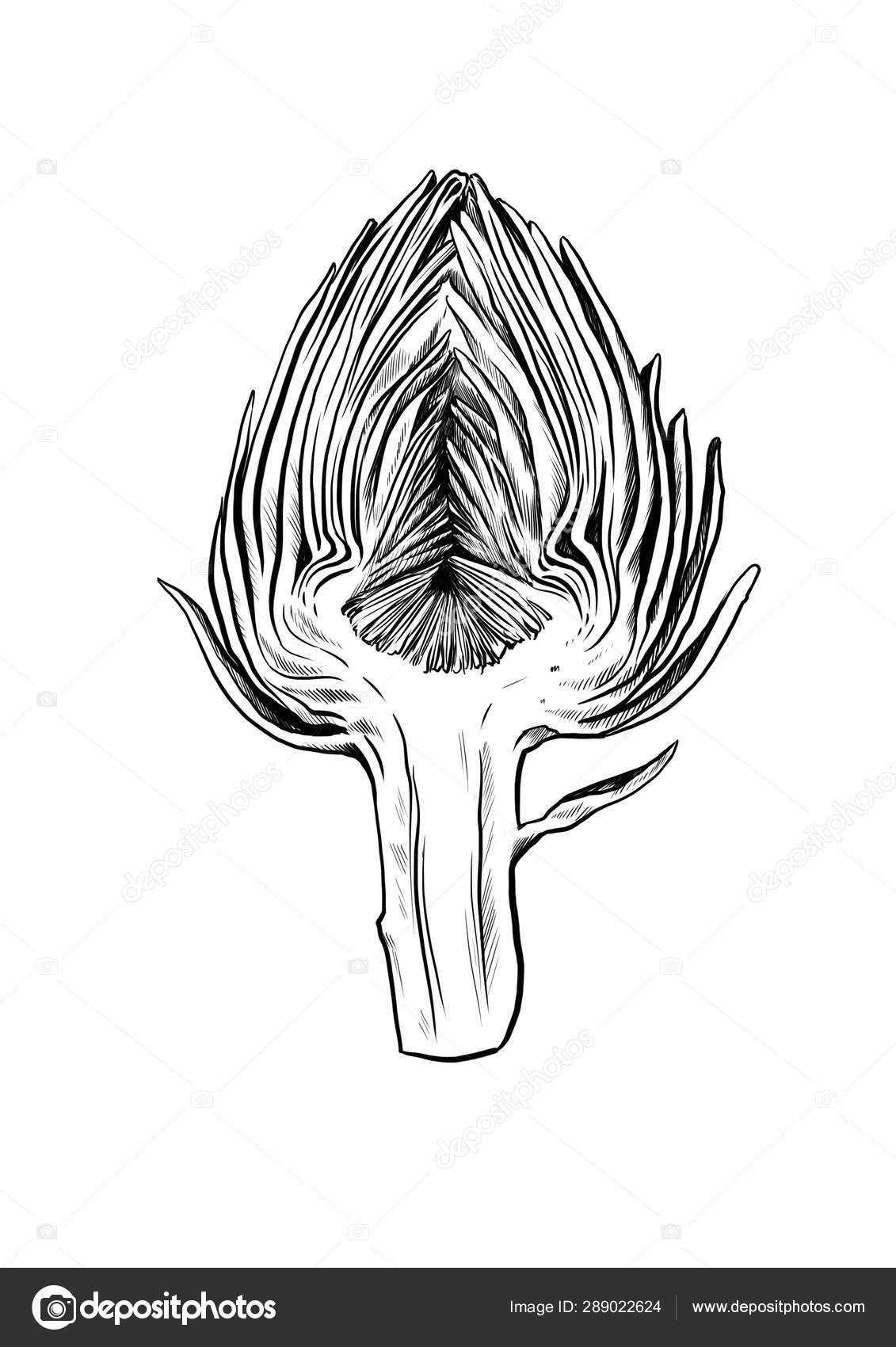 Artichoke Cut Half Line Drawing Stock Illustration by ©burtseva87
