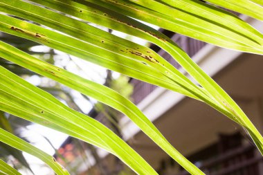 Yeşil palmiye ağacı yaprak closeup