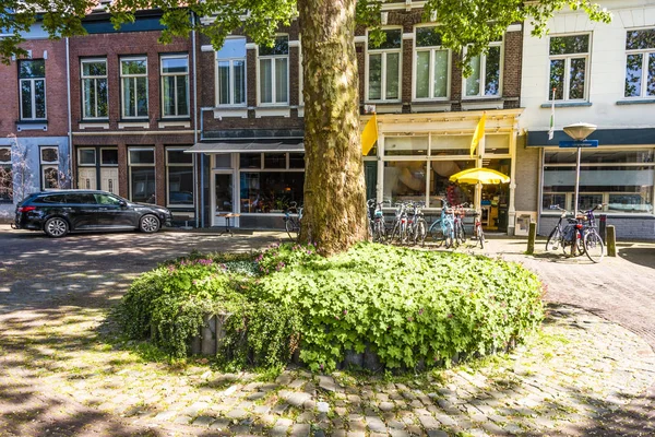 Ağaç Saksı Sarmaşıklar Ile Arka Plan Breda Şehir Merkezinde Dekore — Stok fotoğraf