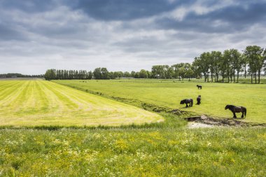 Klasik çiftlik atlar ve inekler Hollanda'da oyma alanlarının tipik peyzaj. Edam Hollanda.