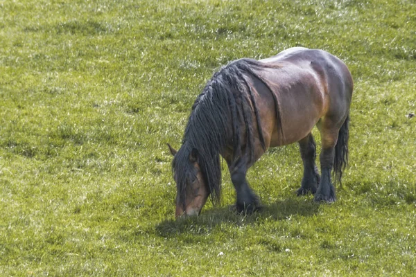 Cheval Classique Dans Les Fermes Néerlandaises Distingue Par Petite Taille — Photo