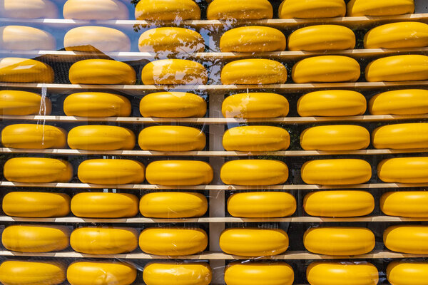 Traditional Dutch cheeses on display for sale. edam netherlands