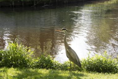 Heron bir amsterdam park havuz kıyısında. Hollanda Hollanda