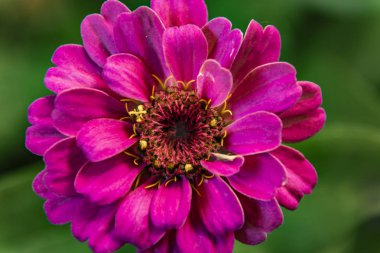 çiçek Close-u pembe papatya