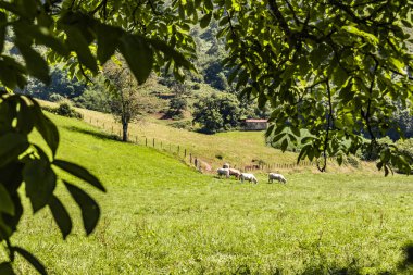 Atlantik Pyrenees vadisinde otlayan inekler görünümünü. Aquitaine Fransa