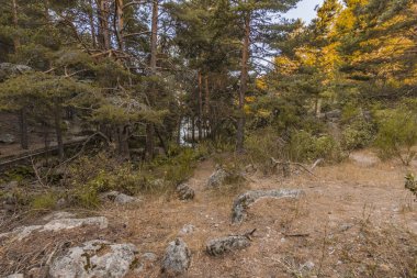 Orman Dağ yamacında ve arka planda bir göle akan bir dere çam. Madrid İspanya