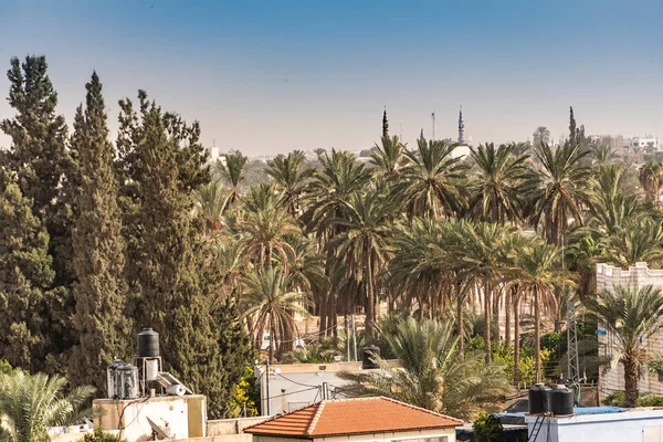 palm grove on the outskirts of the city of jericho and mosques domes in the center of the city. Palestinian West Bank