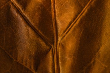 arka plan doku kuru yaprak ficus lyrata onun kaburga tam renkli ters ile