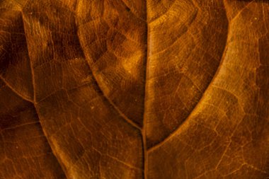 doku arka plan açık ficus lyrata ile onun kaburga tam renkli kuru yaprak