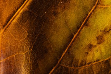 doku arka plan açık ficus lyrata ile onun kaburga tam renkli kuru yaprak