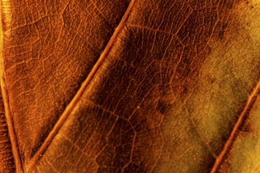 doku arka plan açık ficus lyrata ile onun kaburga tam renkli kuru yaprak